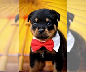 Rottweiler Puppy for sale in APPOMATTOX, VA, USA