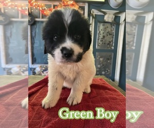 Newfie Pyrenees Puppy for sale in COOK, WA, USA