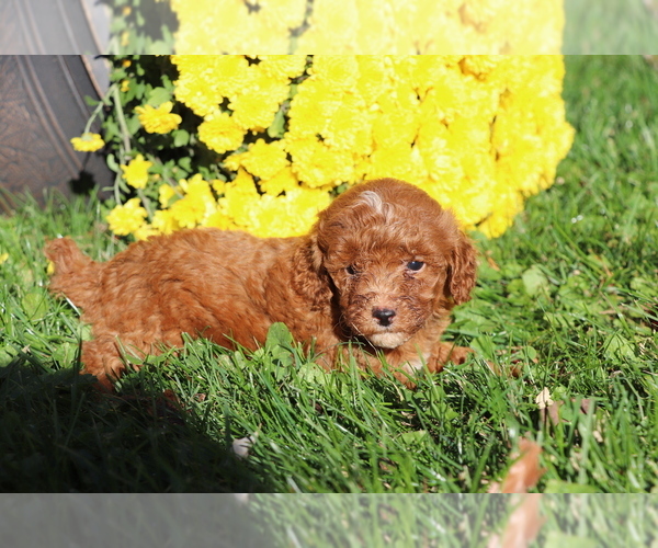 Medium Photo #3 Poodle (Miniature) Puppy For Sale in SHILOH, OH, USA