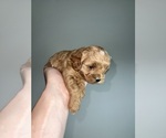 Small Cavapoo (Miniature)