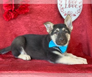 German Shepherd Dog Puppy for sale in LANCASTER, PA, USA