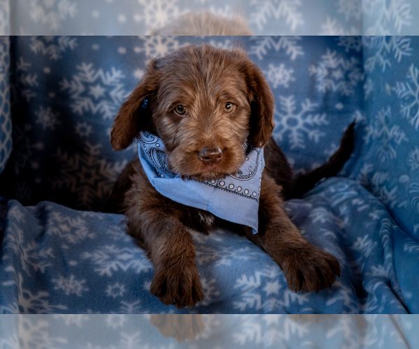 Medium Photo #7 Labradoodle Puppy For Sale in DEEPWATER, MO, USA