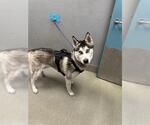 Small Siberian Husky Mix