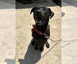 Small Labrador Retriever Mix