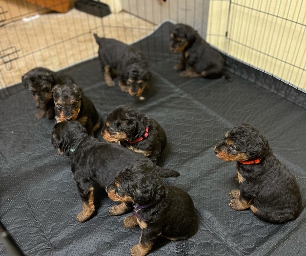 Medium Photo #1 Airedale Terrier Puppy For Sale in MOSCOW, ID, USA