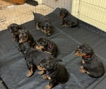 Small Photo #1 Airedale Terrier Puppy For Sale in MOSCOW, ID, USA