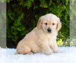 Small #4 Golden Retriever