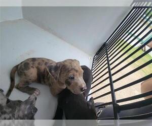 Catahoula Leopard Dog-Unknown Mix Dogs for adoption in Houston, TX, USA