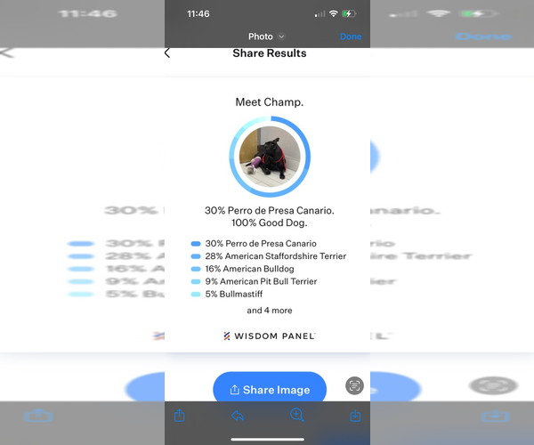 Medium Photo #3 Presa Canario-Unknown Mix Puppy For Sale in West Palm Beach, FL, USA