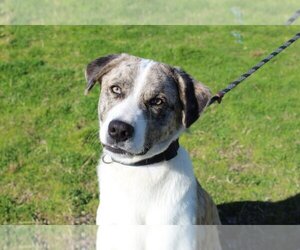 Catahoula Leopard Dog-Unknown Mix Dogs for adoption in Abbeville, LA, USA
