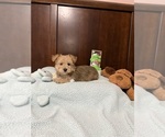 Small Morkie
