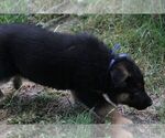 Small #6 German Shepherd Dog