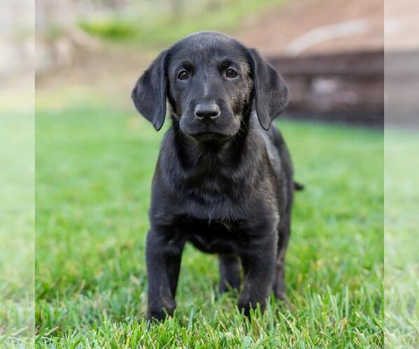Medium Photo #3 Labrador Retriever-Unknown Mix Puppy For Sale in San Diego, CA, USA