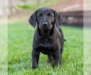 Huckleberry Finn Pup - Mary Jane - Female Labrador Retriever-Unknown Mix Dog for Adoption - Photo #3