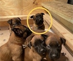Small Photo #12 Belgian Malinois Puppy For Sale in LABADIE, MO, USA