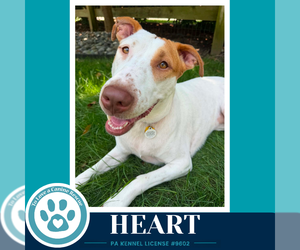 Heart 071826 - Female Mutt Dog for Adoption - Photo #16
