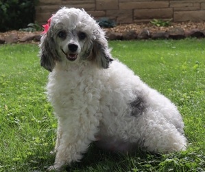Mother of the Cavapoo puppies born on 07/07/2025