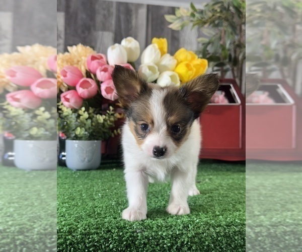 Medium Photo #5 Papillon Puppy For Sale in CANOGA, NY, USA