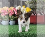 Small #4 Papillon