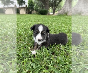 Miniature Australian Shepherd Puppy for sale in NORTH RICHLAND HILLS, TX, USA
