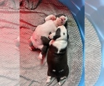 Small Photo #3 American Bully Puppy For Sale in NAUGATUCK, CT, USA