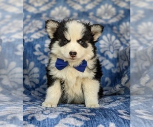 Pomsky Puppy for sale in CHRISTIANA, PA, USA