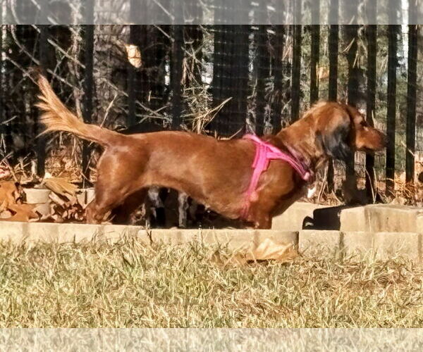 Medium Photo #18 Dachshund Puppy For Sale in Shelbyville, TN, USA