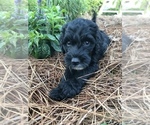 Small Photo #4 Goldendoodle Puppy For Sale in PINEHURST, NC, USA