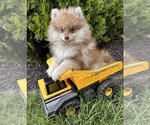 Small #2 Pomeranian