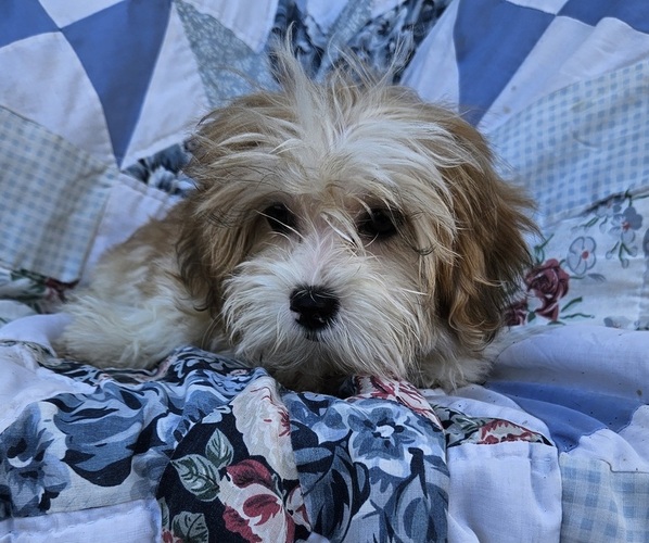 Medium Photo #3 Shorkie Tzu Puppy For Sale in WALSH, IL, USA