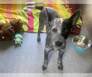 Texas Heeler Dogs for adoption in Orange, CA, USA