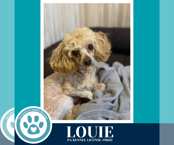 Medium Photo #3 Mutt Puppy For Sale in Kimberton, PA, USA