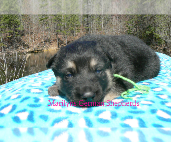 Medium Photo #6 German Shepherd Dog Puppy For Sale in PIEDMONT, MO, USA