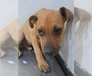 Pringles - Female Labrador Retriever-Unknown Mix Dog for Adoption - Photo #3