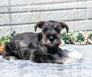 Schnauzer (Miniature) Litter for sale in BALTIC, OH, USA