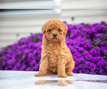 Puppy Sienna Goldendoodle (Miniature)