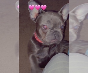 French Bulldog Puppy for sale in BRYN MAWR, WA, USA