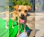 Small #2 Chihuahua Mix