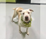 Small #2 Labrador Retriever Mix