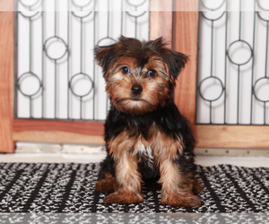 Yorkshire Terrier Puppy for sale in NAPLES, FL, USA