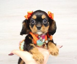 Cavalier King Charles Spaniel Puppy for sale in LAS VEGAS, NV, USA