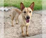 Small #1 Labrador Retriever Mix