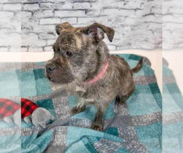 Medium Photo #3 Mutt Puppy For Sale in Kennesaw, GA, USA