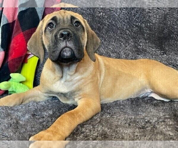 Medium Photo #1 Mastiff Puppy For Sale in DENVER, CO, USA