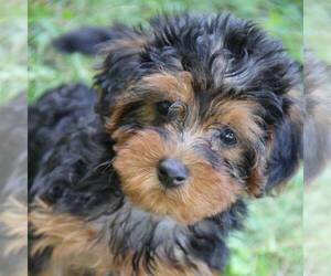 YorkiePoo Puppy for sale in LADYSMITH, WI, USA
