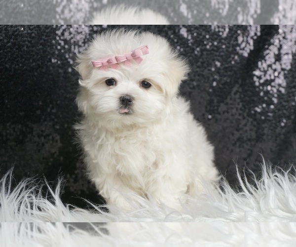 Medium Photo #6 Maltese Puppy For Sale in WARSAW, IN, USA