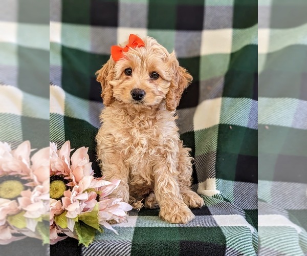 Medium Photo #1 Cockapoo Puppy For Sale in NOTTINGHAM, PA, USA