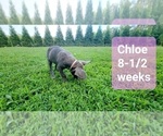 Small Photo #9 Cane Corso Puppy For Sale in MONTPELIER, VA, USA