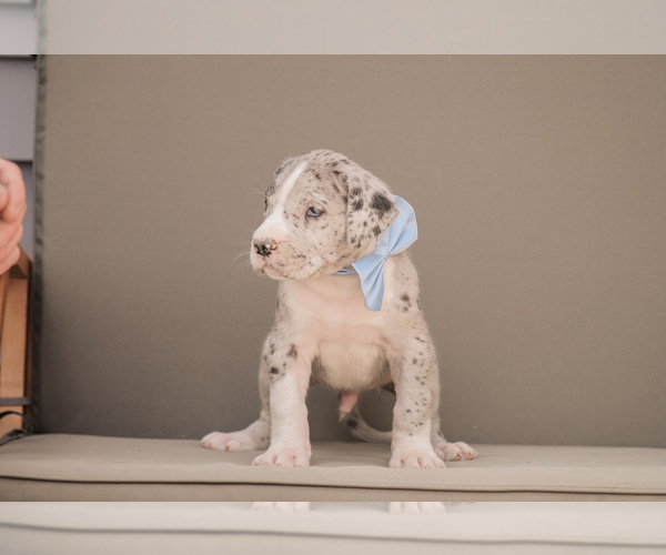 Medium Photo #5 Great Dane Puppy For Sale in SYRACUSE, IN, USA