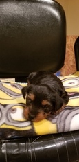 Yorkshire Terrier Puppy for sale in NEW ORLEANS, LA, USA